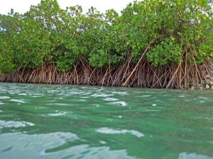 Key Largo Mangrove