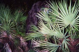 Skunk Ape